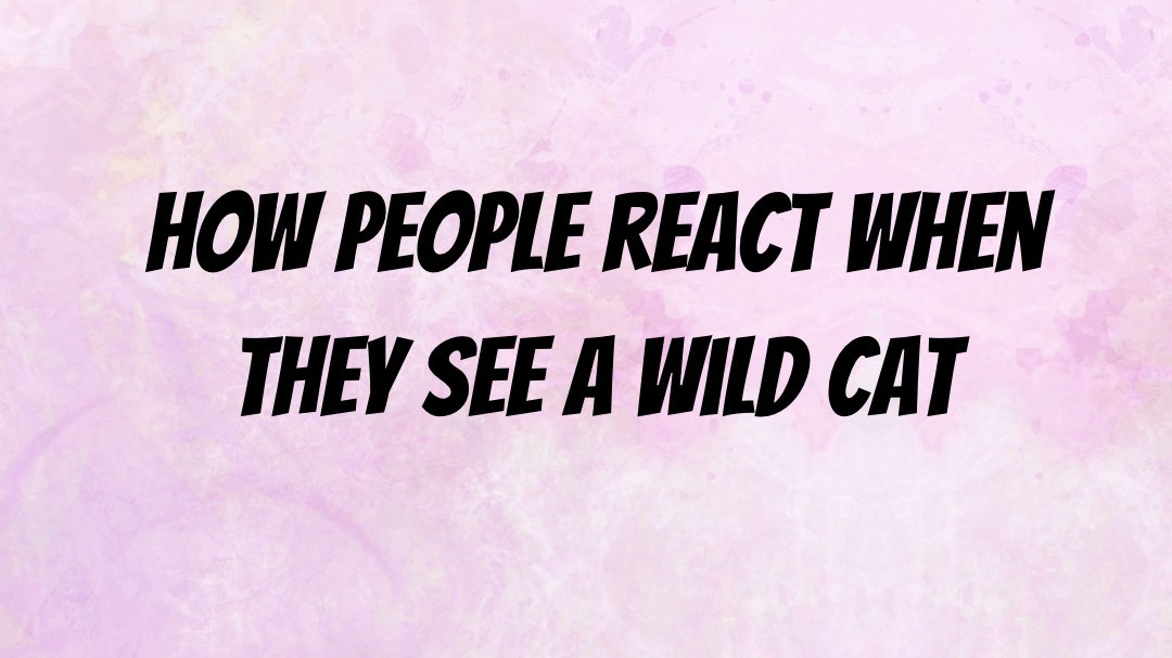 How People React When They See A Wild Cat