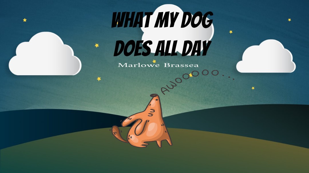What does my dog all day?