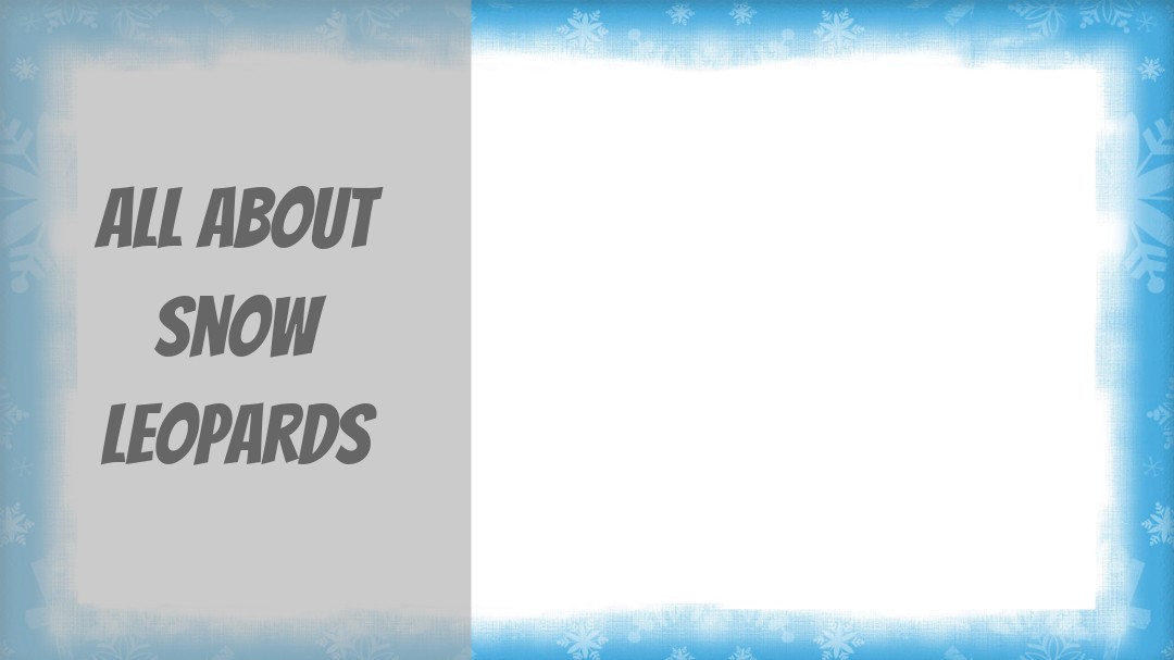 All About SNOW LEOPARDS