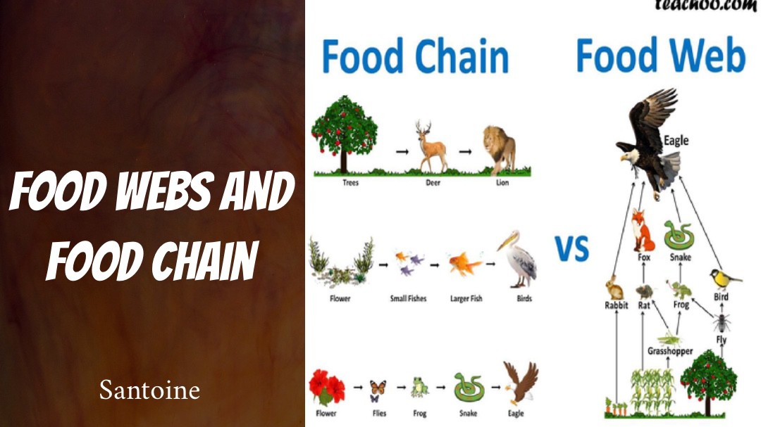 Food Chains and Food Webs by:Santoine and Kadarius