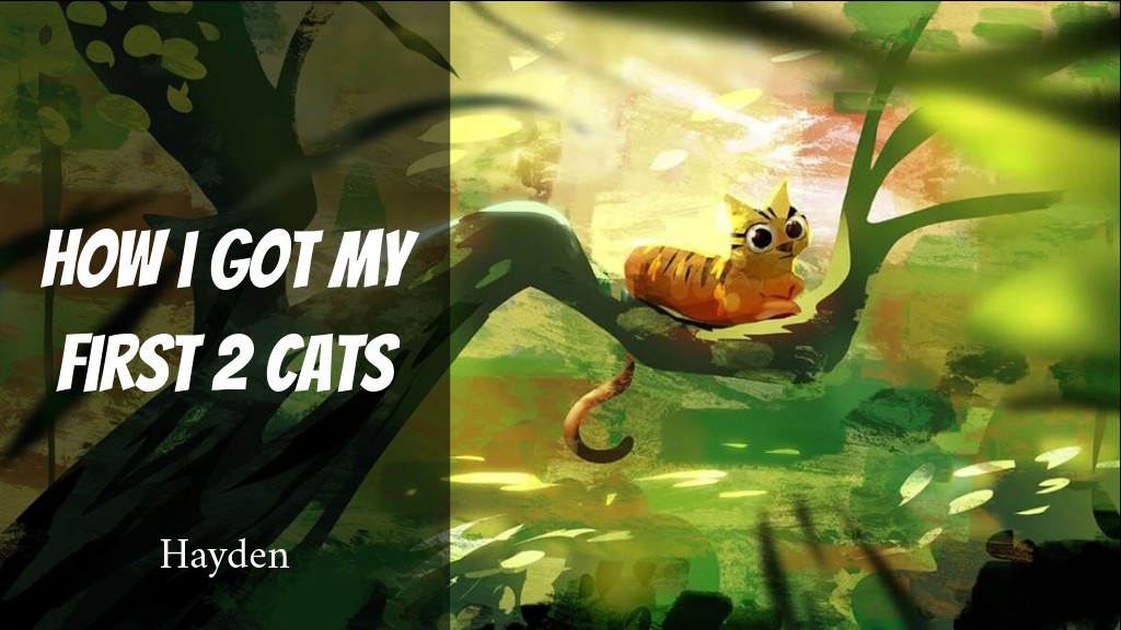 How I got my two first cats