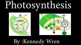 Photosynthesis by: Kennedy Wren