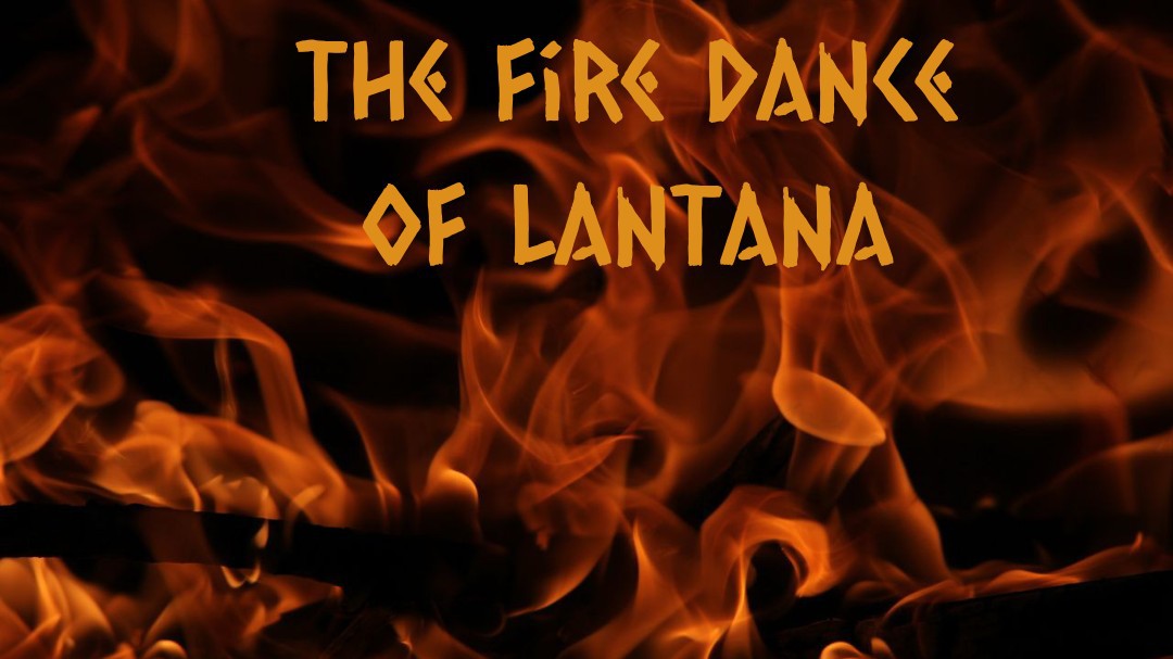 The fire dance of Lantana