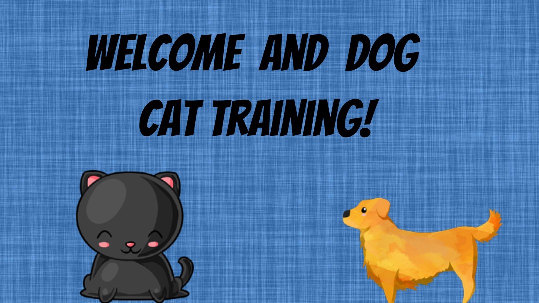 Cat and dog training